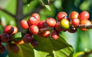 ripe coffee beans cherry