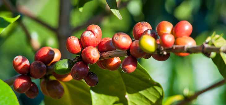 Ripe-Coffee-Beans-on-Plant ripe coffee beans cherry