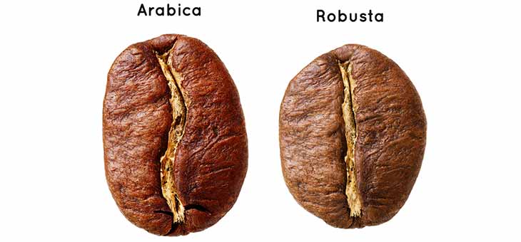 Robusta-and-Arabica-bean arabica bean and robusta bean next to each other