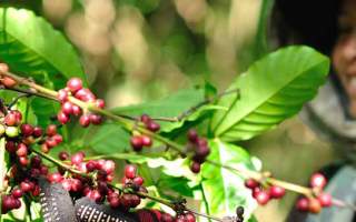 Woman harvesting coffee berries