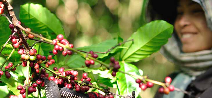 harvesting coffee beans Woman harvesting coffee berries