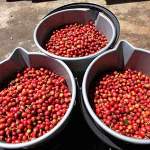 buckets of ripe coffee cherries
