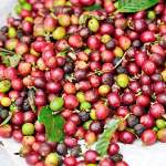 coffee cherries after picking harvested